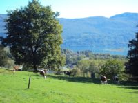 Génisses+Lac Eté-GAEC DU PERRON.JPG