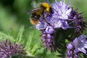 RÉSERVEZ VOS SEMENCES POLLINIQUES