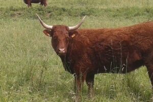 [Marché Nocturne – 30 juillet St Genix ] découvrez la La Ferme Du Vincent : ventes directes porcs et boeufs 😁