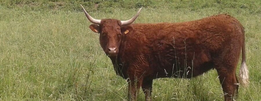 [Marché Nocturne – 30 juillet St Genix ] découvrez la La Ferme Du Vincent : ventes directes porcs et boeufs 😁