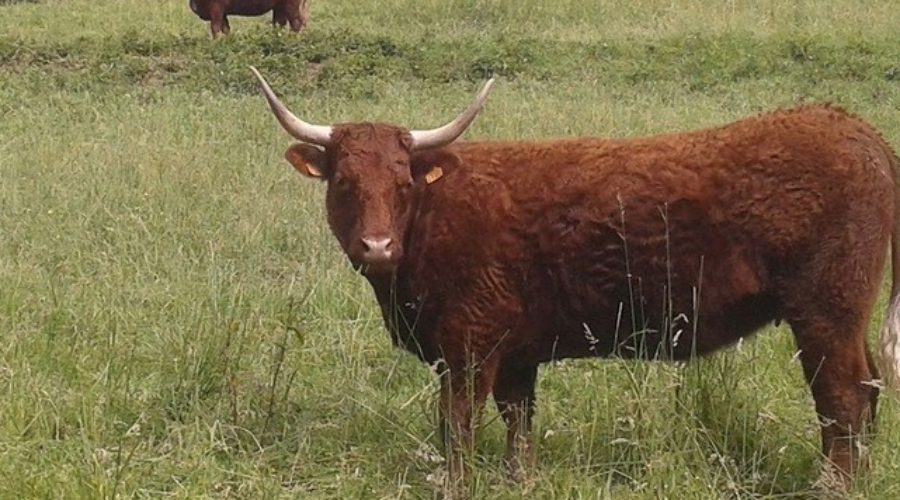 [Marché Nocturne – 30 juillet St Genix ] découvrez la La Ferme Du Vincent : ventes directes porcs et boeufs 😁