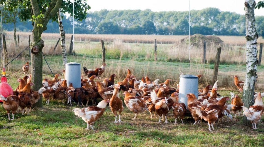 Influenza aviaire : Confinement des volailles obligatoire