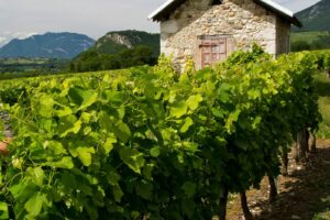 Questions / Réponses sur le métier de vigneron