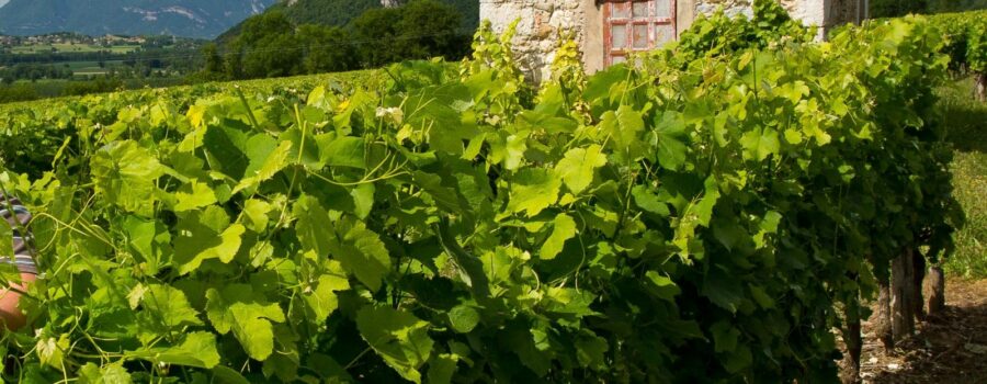 Questions / Réponses sur le métier de vigneron